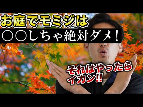 モミかスプルースか?違い 庭の練習