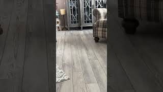 Video preview image #1 Cavalier King Charles Spaniel Puppy For Sale in Rootstown, OH, USA