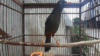 Download lagu poksay Mandarin gacor dipagi hari cocok untuk pancingan mp3