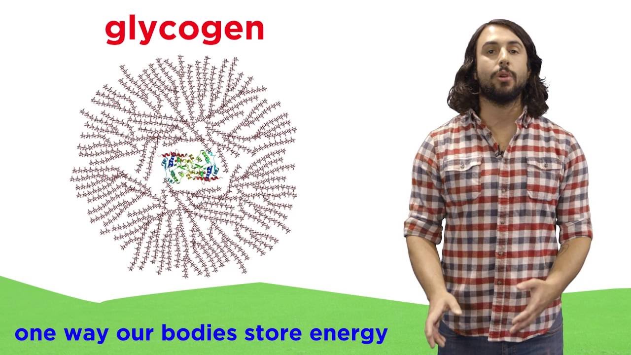Carbohydrates Part 2: Polysaccharides