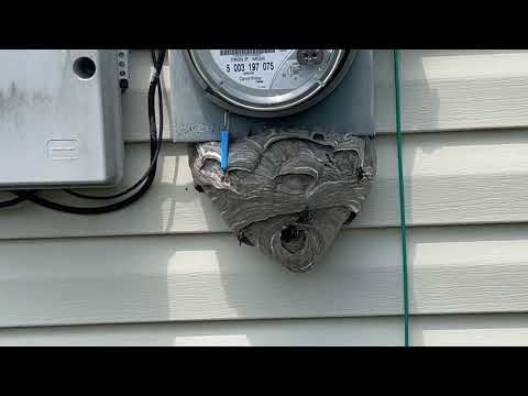 Below Gas Meter is a Bald-Faced Hornets Nest in Allenwood, NJ