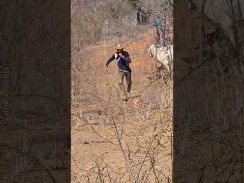 Um pouco da tradicional pega de boi de Jutaí, Distrito de Lagoa Grande PE, Terra dos Vaqueiros.