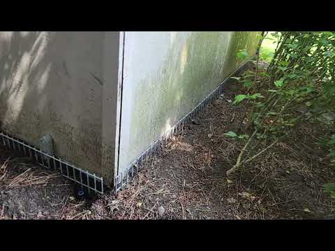 Groundhogs Using Shed as New Home in...