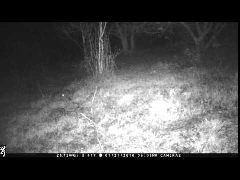 Bunny Rabbit caught on trail cam