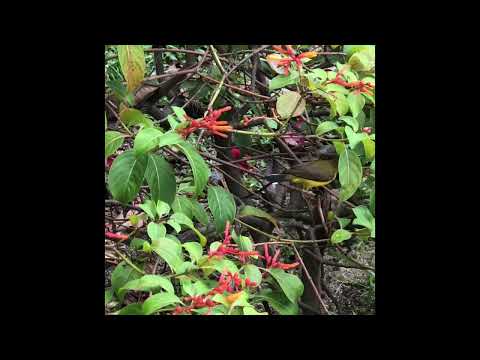 Ajkal paon…Artist/ Singer UmaSri