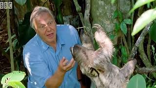 David Attenborough This Extraordinary Creature is Half Blind Half Deaf Meme Template