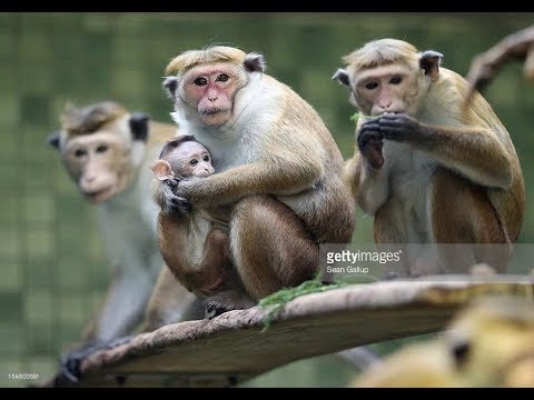 [ITA] IAN GUARDIANO DELLO ZOO - ZED MID - League Of Legends