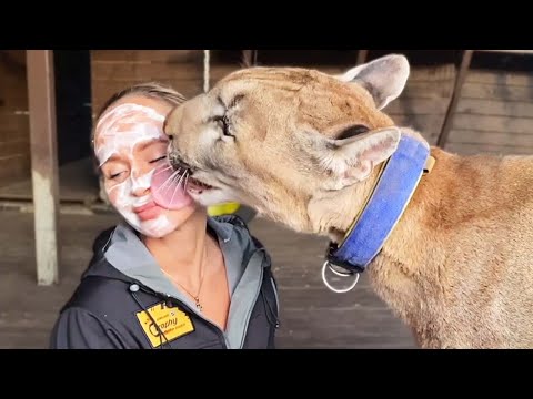 I Let My Pet Puma Lick My Face