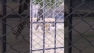 Download lagu Bahia Town Karachi Zoo Danzoo Bahria Town Karachi #karachi #zoo #bahriatown #youtubeshorts #story mp3 Download lagu Bahia Town Karachi Zoo Danzoo Bahria Town Karachi #karachi #zoo #bahriatown #youtubeshorts #story mp3