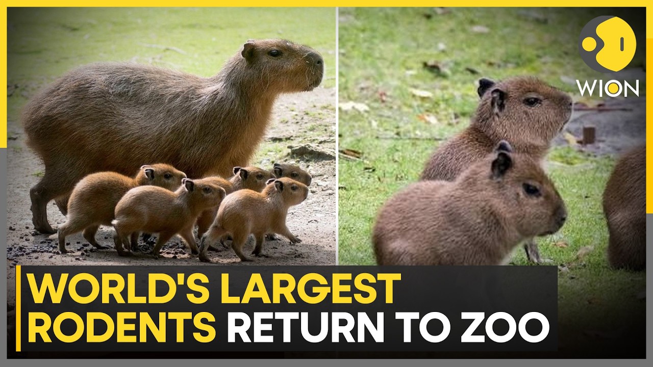 Six-Months Old Capybaras Attract Zoo Visitors | WION World News