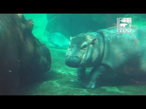 Baby Hippo Fiona and Mom Bibi Outside Together - Cincinnati Zoo