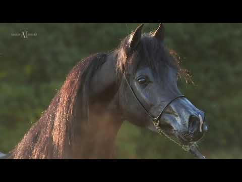 ⚫️ ASE JUSTICE EL JAMAAL ⚫️ (WH JUSTICE x GERALDYNE EL JAMAAL), 2019 Black Stallion