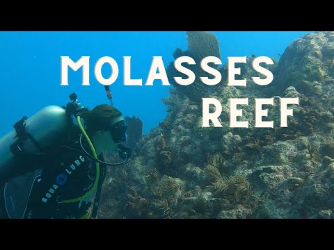 Rated The Best Diving In America! Key Largo