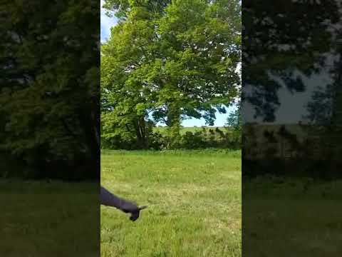 Tree Tech Arb & Forestry Services Ltd video.