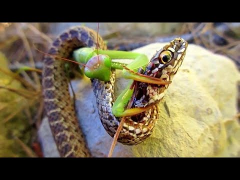 Interesting Facts – The Praying Mantis: An Incredible Predator