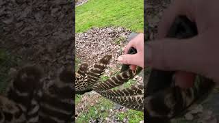 Removing wing feathers from a turkey (the easy way)