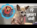 This dog is NINETEEN years old!