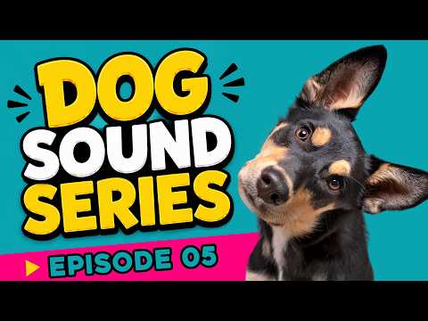 Dog Sound Series 🐶 Episode 05: 10 Sounds That Make Dogs Search for the Source