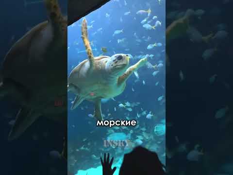 Крупнейший океанариум с лифтом