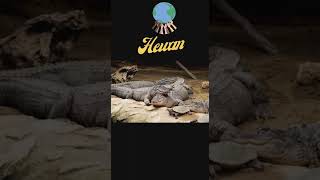 Download lagu Suara Buaya mp3 Download lagu Suara Buaya mp3