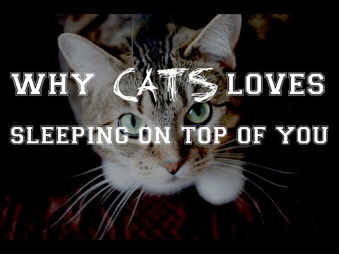 5 reasons why cats loves sleeping on top of you