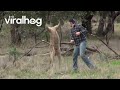 Man punches a kangaroo in the face to rescue his d...