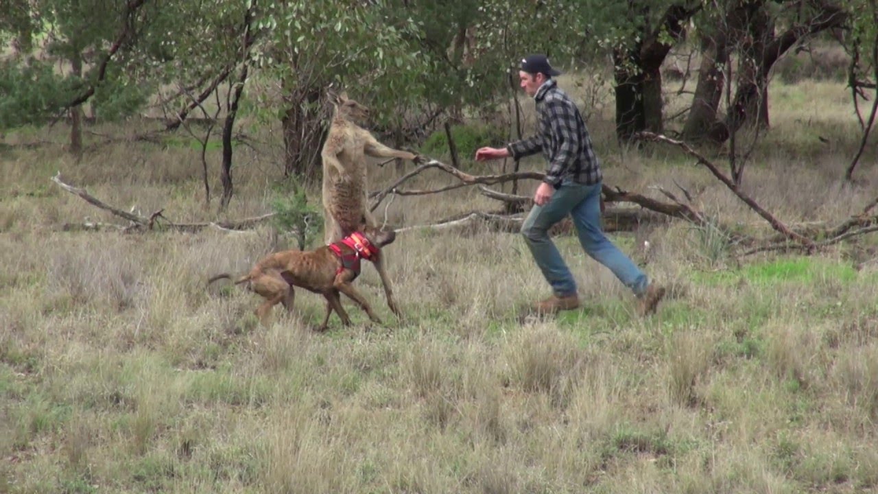 Man Punches a Kangaroo in the Face to Rescue His Dog (Original HD) || ViralHog thumnail