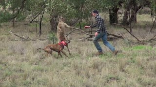 videos de risa  golpear un canguro