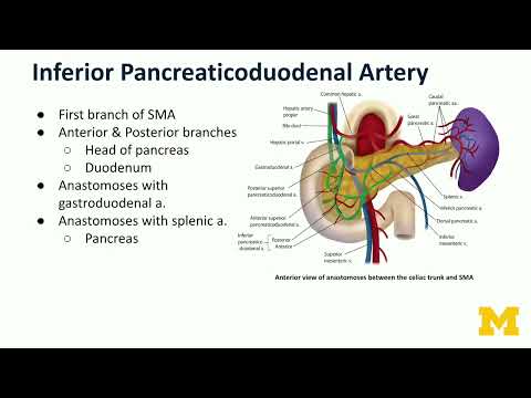Arteries   Superior Mesenteric Artery