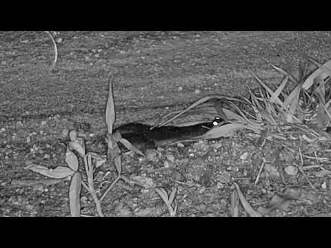 Djuma: Two Frogs laying in middle of road near pan - 20:12 - 12/03/20