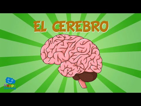 EL CEREBRO 🧠  | Vídeos Educativos para Niños