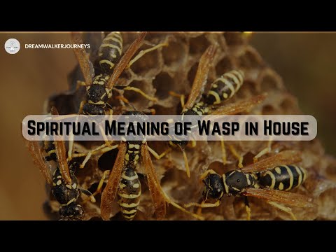 spiritual meaning of wasp in house