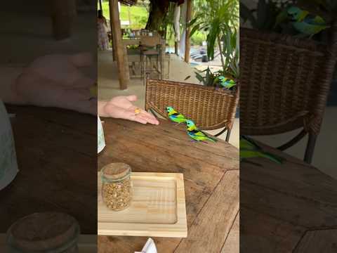 Brazil, Angra dos Reis , Rio de Janeiro 🇧🇷🏝️ #privatetourguide #travel #riodejaneiro