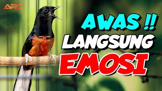 Download lagu AWAS EMOSI ‼️PANCINGAN EMOSI MURAI BATU CEPAT BUNYI CEPAT BONGKAR ISIAN mp3