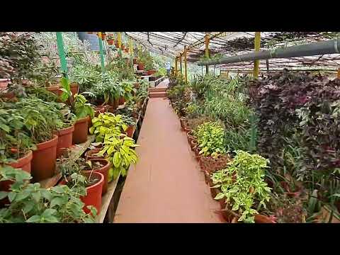 Beautiful Rose Flower #shorts #viral #trending #short #shortvideo #4k #youtube #hemu #vlog