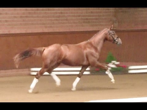 3. Ponyforum Hengsttage CHRISTIANO MW v. Cockney Cracker - Noir de Luxe