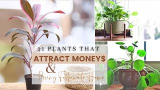 11 Plants that Attract Money$ & Bring Fortune to Home
