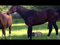 Stallion Covering Mating A Mare Just A Quickie