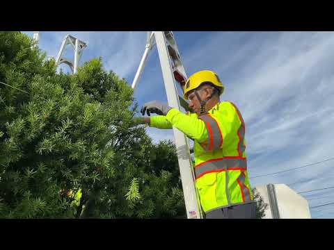 English Yew (Taxus baccata)