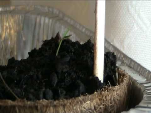 2 Chilli katsaus 15.2.2011