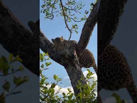 Hadzabe Hunters: Ancient Survival Skills in the African Wilderness