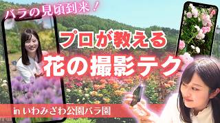 【プロ直伝！写真を撮るコツ】まもなくバラが見頃！「いわみざわ公園バラ園」で人気フォトグラファーが“花を美しく撮るテクニック”を伝授＆絶景バラ園で楽しめる極上ピザランチ〈北海道岩見沢市〉