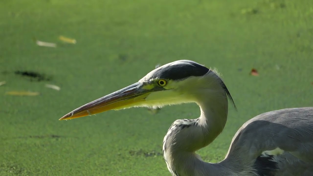 Sony RX10 V &mdash; 4K/60fps video - YouTube