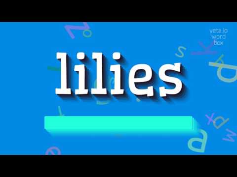 How to say "lilies"! (High Quality Voices)