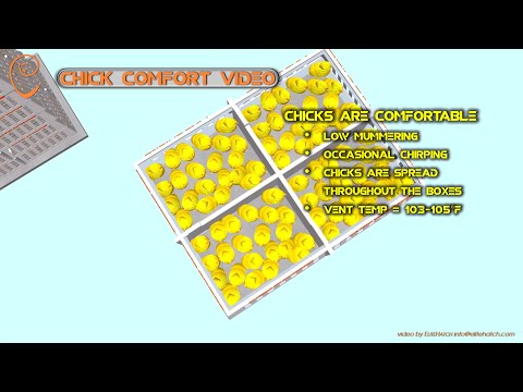 Chick Holding — Comfort Levels