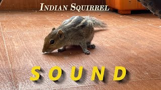Indian Squirrel SOUND || गिलहरी की आवाज