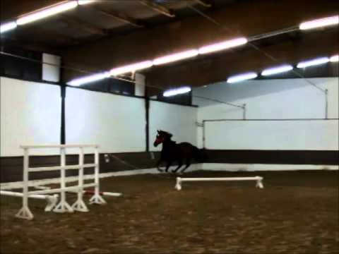 Verkaufspferd "GLOW OF GAVi" 4j. v. Gavi - VB 4.500,- Euro