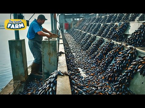 How TONS of Mussels Are Farmed: A Semi-Automatic Mussel Production Line