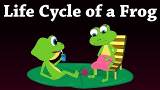 Life Cycle of a Frog | #aumsum