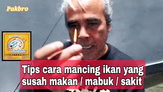 Download lagu Uncover the Secret of Fishing for Carp That Are Difficult to Eat / Drunk / Sick #fishingtips mp3